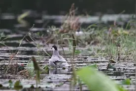 原来鸟类是这样交配的，白泥湖灰翅浮鸥的羞羞一幕图片