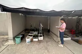 楼顶种菜隐患多，宝山“城管蓝”及时治理复原貌图片