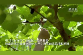 河北保定莲池区：“挤”出来的都市农业成为发展新亮点图片