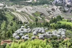 端午小长假 台州兴起杨梅采摘游图片