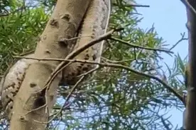 吓人！广东一公园惊现巨蟒缠树！网友：头皮发麻图片