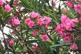 这种花上海随处可见，许多人拍照打卡！美丽的TA竟藏着致命危险？图片