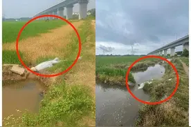 江西进贤县农民反映稻田疑被投毒：近30亩枯死，警方介入图片