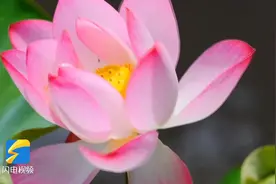 “接天莲叶无穷碧，映日荷花别样红” 济南这处的荷花花开正艳图片