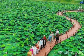 嘉鱼湖地野藕基地：荷花盛开引客来图片