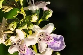 荆条开出紫色的花儿图片