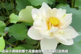 云南普者黑野生荷花小洒锦开出罕见三色花瓣图片