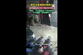 野生大象夜闯村民院子，村民：很常见，这都小问题 网友：小问题偷走了你的香蕉图片