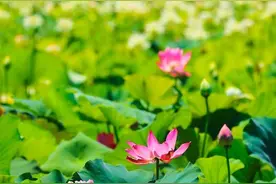 郑州最全赏荷花地图上线图片