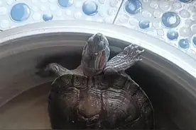 极目帮办丨热心市民捡到巴西龟，记者帮助妥善处置图片