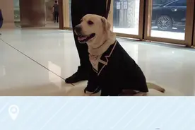 太萌啦！上海这两只穿西装的狗狗火了！图片