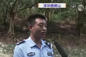 深圳：游客登山发现大蟒蛇 正缠绕在树上休息视频封面
