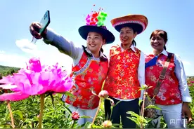 青海互助：芍药盛开“花儿”飘香图片