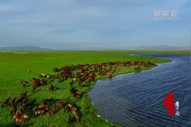 千城百县看中国｜内蒙古霍林郭勒：盛夏草原 骏马驰骋图片