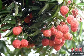 桂平麻垌：又是一年荔枝红图片