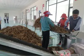 【走进乡村看振兴】积石山：农业银行做后盾 种植养殖齐发力图片