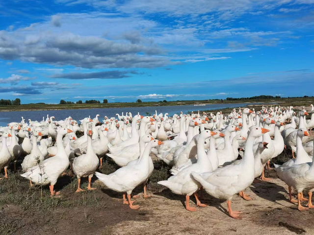 金蛋鱼胶是什么鱼 2025年金蛋鱼胶是什么鱼胶做的