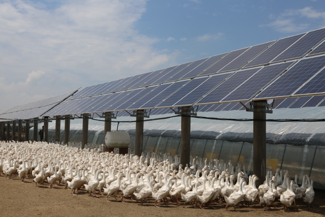 金蛋鱼胶是什么鱼 2025年金蛋鱼胶是什么鱼胶做的