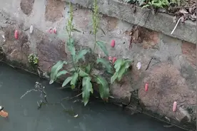 河边的“粉可爱”，内含6000多条寄生虫 ！别碰也别吃！图片