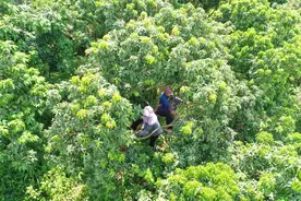 （经济）广西北流：荔枝丰收上市图片