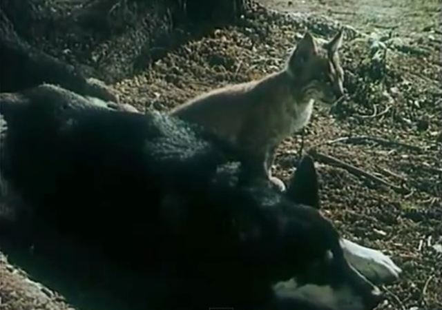 爱它，请别放弃它，别扑杀它