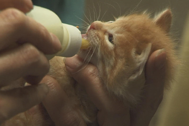 爱它，请别放弃它，别扑杀它