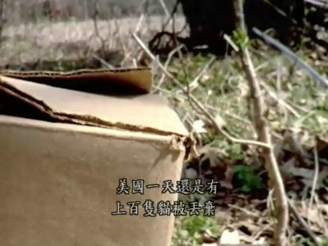 爱它，请别放弃它，别扑杀它