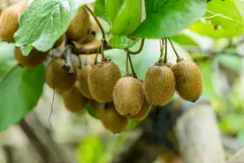 每天吃1个猕猴桃会发生什么？图片