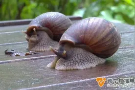 注意！雨后千万别随意触碰它图片
