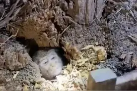 小猴子意外被困树洞 救援队劈木救猴 网友：大圣是你吗？图片