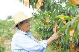 桃子熟了 果农笑了图片