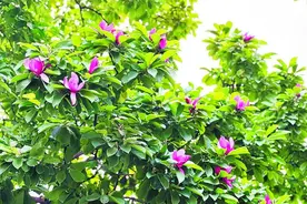 合肥玉兰6月竟开花？专业人士解释：此系二乔玉兰，一年能开两季花图片