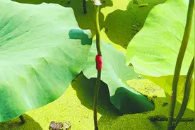 荷塘里出现多处粉色福寿螺卵  马鞍山园林处：已施药5次图片