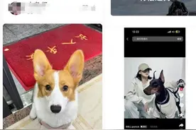 突然爆火！浙江男子晒出狗狗“排班表”：再也不拆家了图片