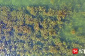 睡莲悄然绽放，锦鲤水草中游荡……连云港徐圩新区尾水净化“养出”水下“绿色森林”图片