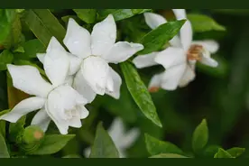 栀子花开，毕业季的离别、遗憾与期待图片