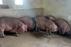 优质江苏名猪“红灯笼猪”从濒临消失到成为国家级种质资源图片