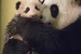 图忆｜回国推迟！旅法大熊猫“圆梦”的五年成长路图片