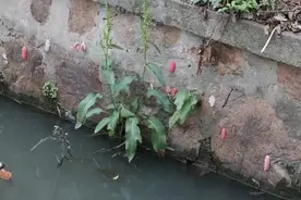 这种东西多地已出现！提醒：别碰更别吃图片