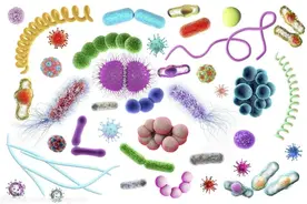 生物安全知识系列学习（三）——“病原微生物分类”知多少图片