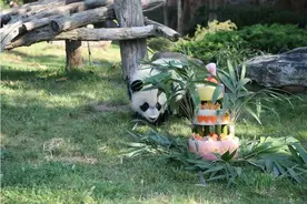 旅法大熊猫幼仔“圆梦”7月25日回国，多图回忆五年美好点滴图片