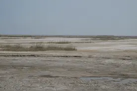 科技“拯救”荒滩，向盐碱地要粮食图片