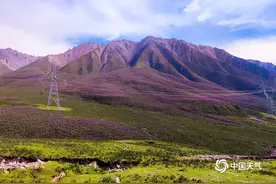 你见过紫色的高山吗？青海杜鹃大面积绽放超壮观图片