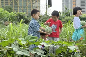 幼儿园的夏天是西瓜味！杭州一群小萌娃种下的果实收获了图片