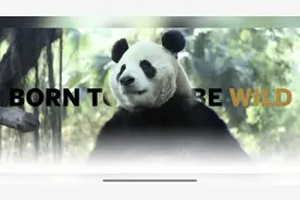 关于大熊猫，你不知道的冷知识图片