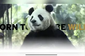关于大熊猫，你不知道的冷知识图片