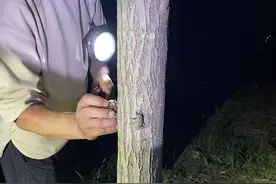 安徽涡阳：树下掘起“金豆子” 生态养殖促振兴图片