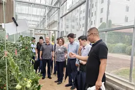青岛市农科院选育的9个蔬菜新品种通过专家评价和鉴定图片