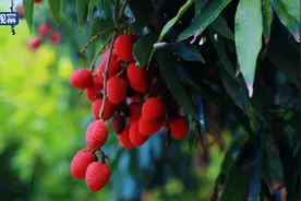 泸州合江：夏天第一口荔枝甜，来自这棵百年老树图片