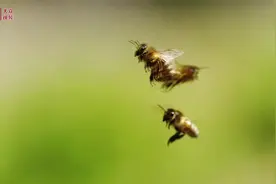 视频丨一只中华小蜜蜂的甜蜜之旅图片